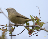Orange crowned Warbler 2199